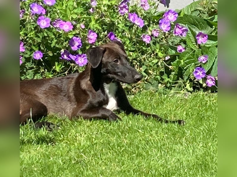 EMMA – sanftes Hundemädel