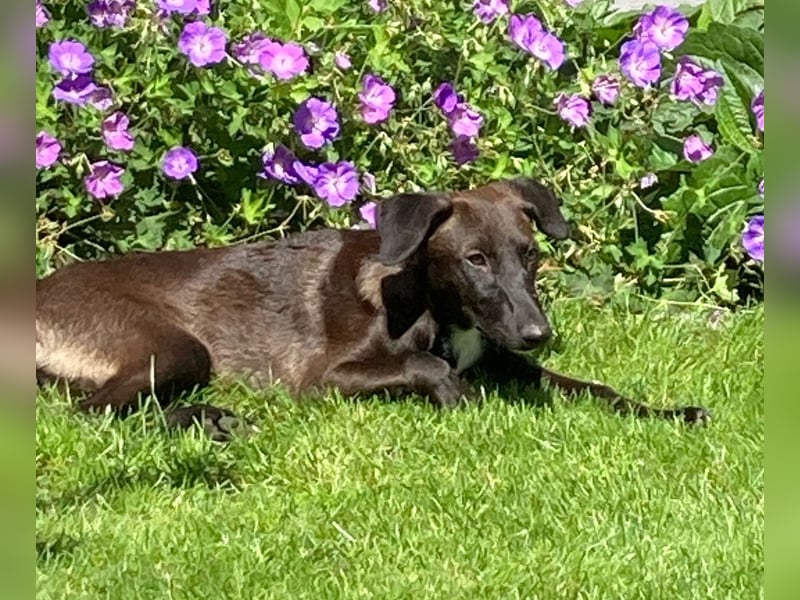 EMMA – sanftes Hundemädel