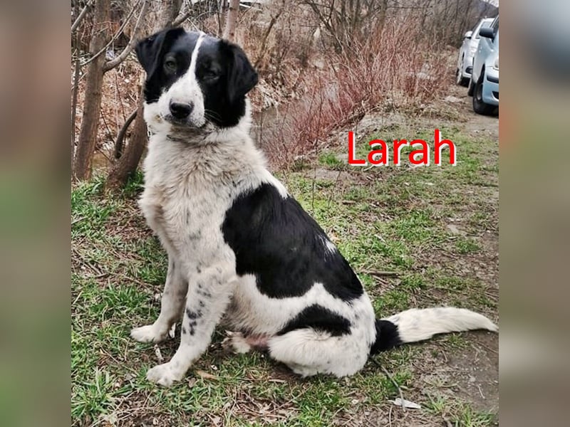 LARAH ❤  wartet in 26931 Elsfleth auf Dich