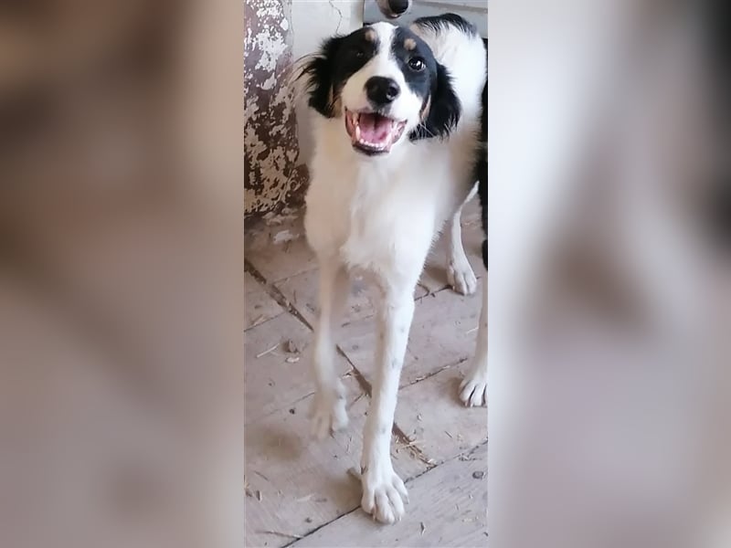 HRISANTEMA ❤  sucht Zuhause oder Pflegestelle