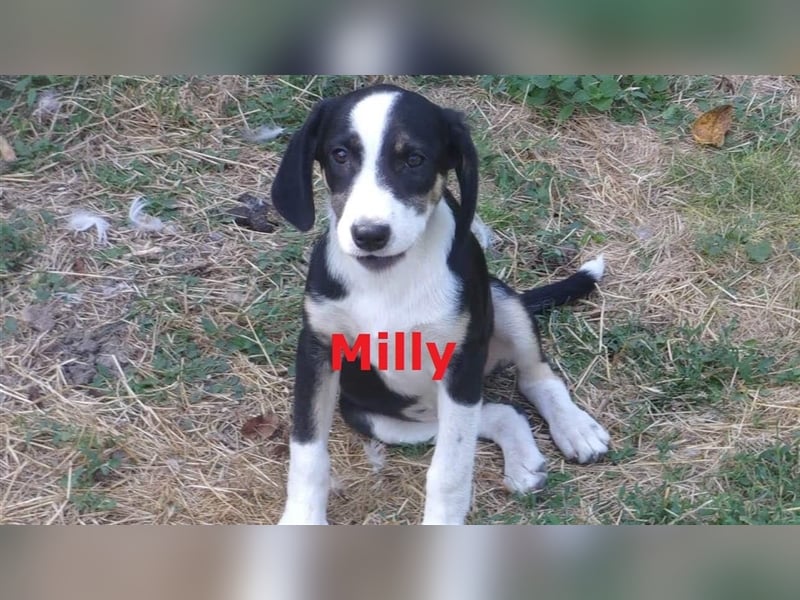 MILLY ❤ sucht Zuhause oder Pflegestelle