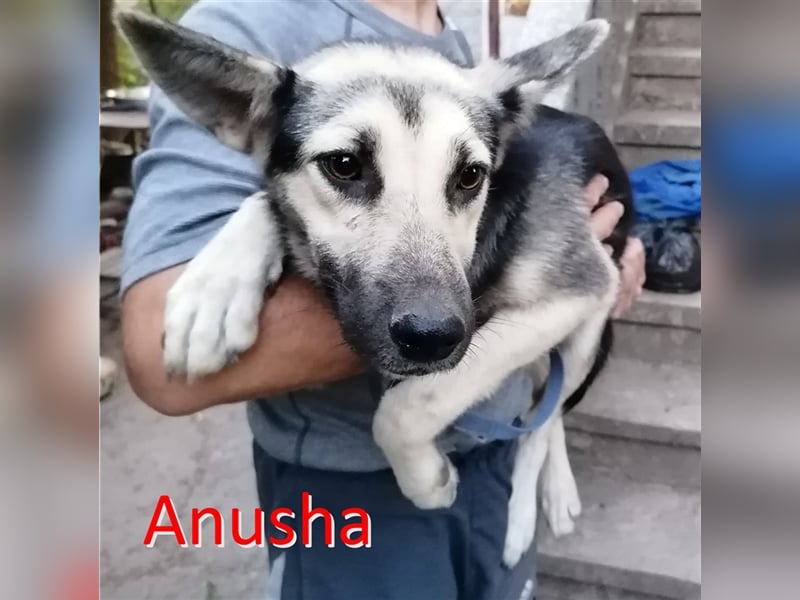 ANUSHA ❤  sucht Zuhause oder Pflegestelle
