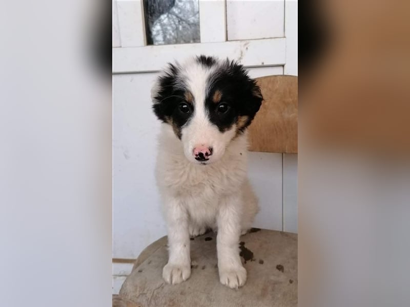 HRISANTEMA ❤  sucht Zuhause oder Pflegestelle