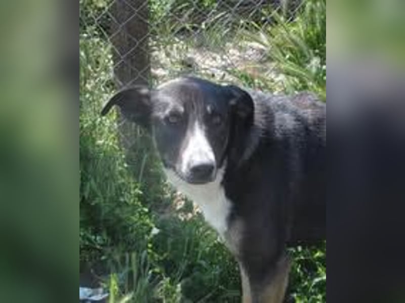 FERN ❤️ sucht Zuhause oder Pflegestelle