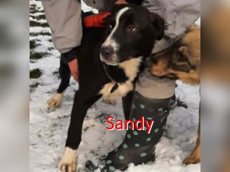 SANDY ❤ Eilig! sucht Zuhause oder Pflegestelle