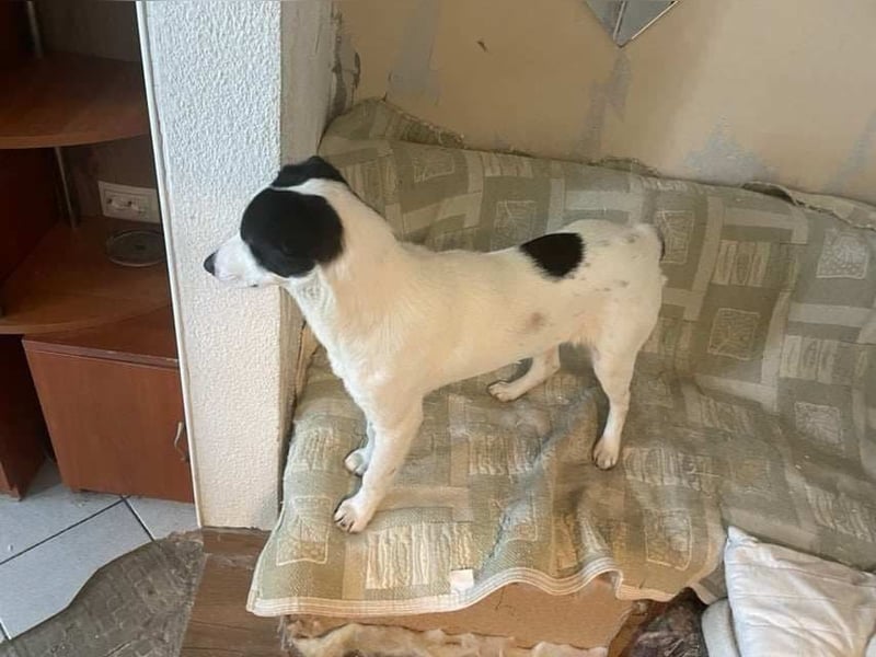 BELLA ❤️ EILIG! sucht Zuhause oder Pflegestelle