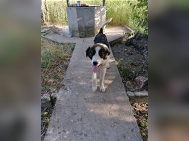 DILEILA ❤ sucht Zuhause oder Pflegestelle