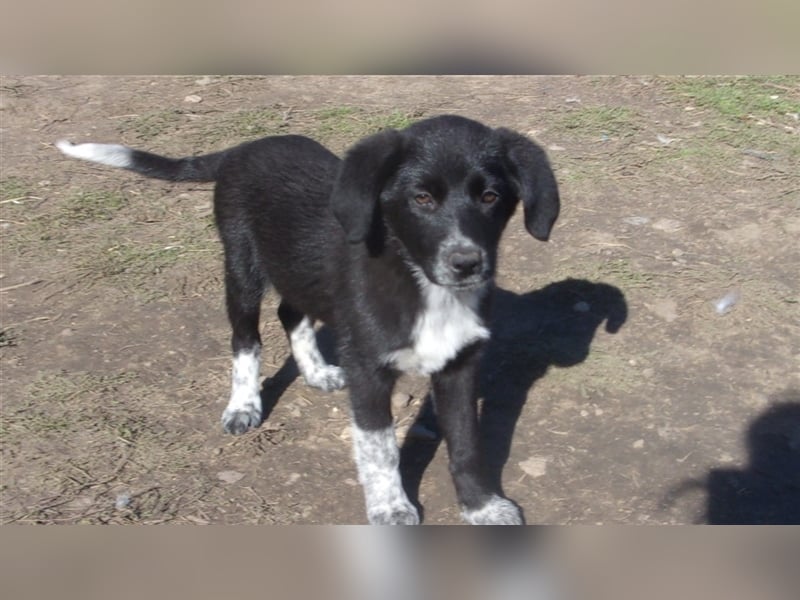 AMY ❤  sucht Zuhause oder Pflegestelle