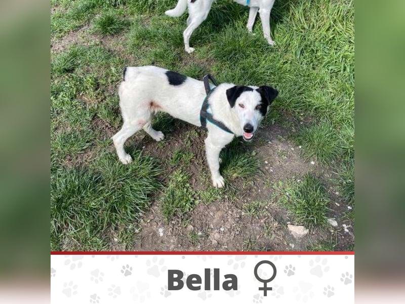 BELLA ❤️ EILIG! sucht Zuhause oder Pflegestelle
