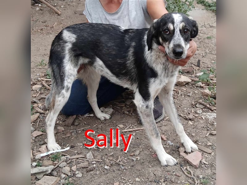 SALLY ❤  sucht Zuhause oder Pflegestelle