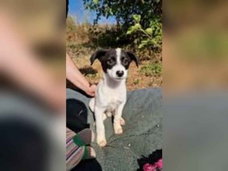 VIRGINIA ❤ EILIG! sucht Zuhause oder Pflegestelle