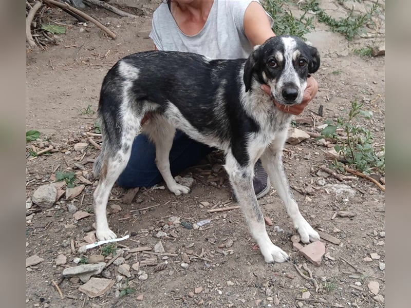 SALLY ❤  sucht Zuhause oder Pflegestelle