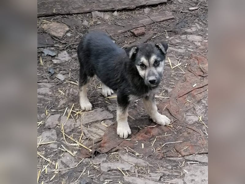ANUSHA ❤  sucht Zuhause oder Pflegestelle