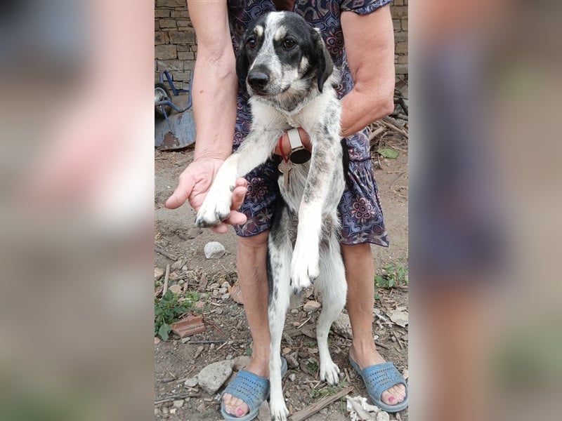 SALLY ❤  sucht Zuhause oder Pflegestelle