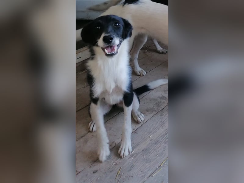 HARIETA ❤ sucht Zuhause oder Pflegestelle