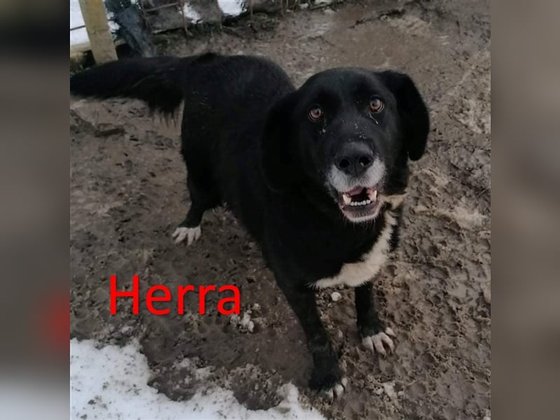 HERRA ❤ sucht Zuhause oder Pflegestelle
