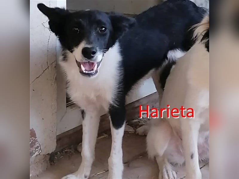 HARIETA ❤ sucht Zuhause oder Pflegestelle