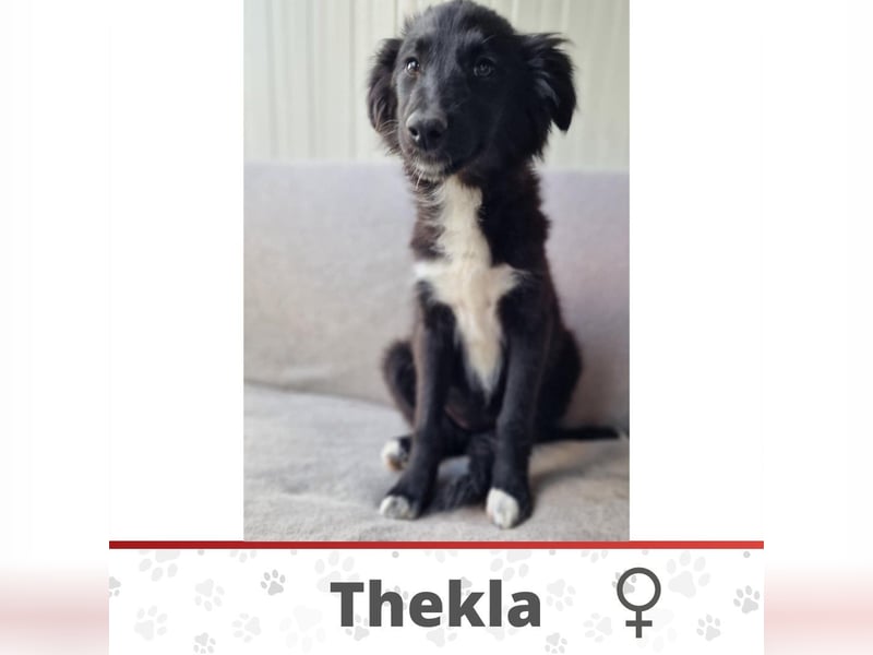 THEKLA ❤️ Eilig! sucht Zuhause oder Pflegestelle
