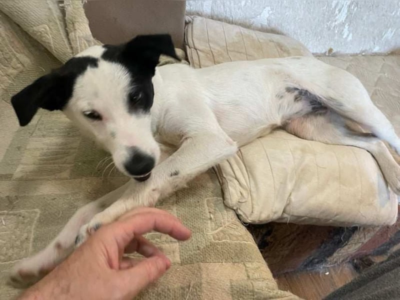 BELLA ❤️ EILIG! sucht Zuhause oder Pflegestelle
