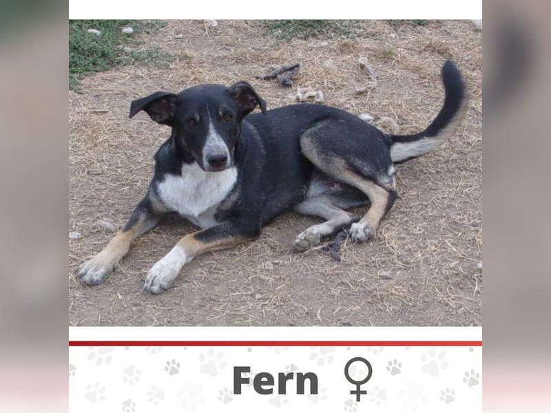 FERN ❤️ sucht Zuhause oder Pflegestelle