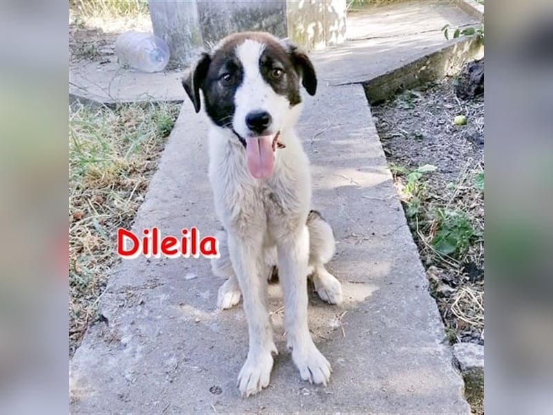 DILEILA ❤ sucht Zuhause oder Pflegestelle