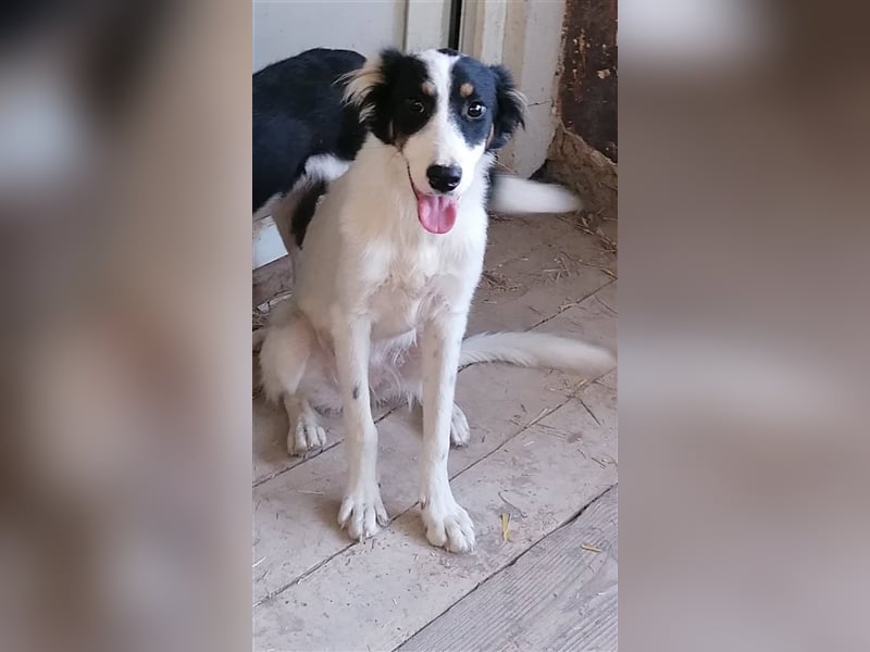HRISANTEMA ❤  sucht Zuhause oder Pflegestelle