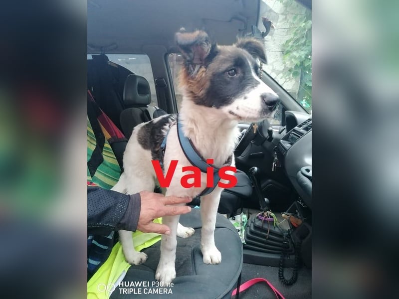 VAIS ❤  wartet in 34355 Stauffenberg auf Dich