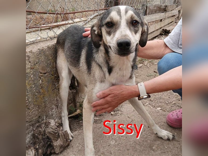SISSY ❤ sucht Zuhause oder Pflegestelle