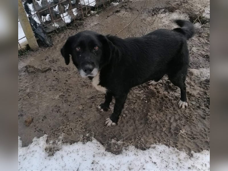 HERRA ❤ sucht Zuhause oder Pflegestelle