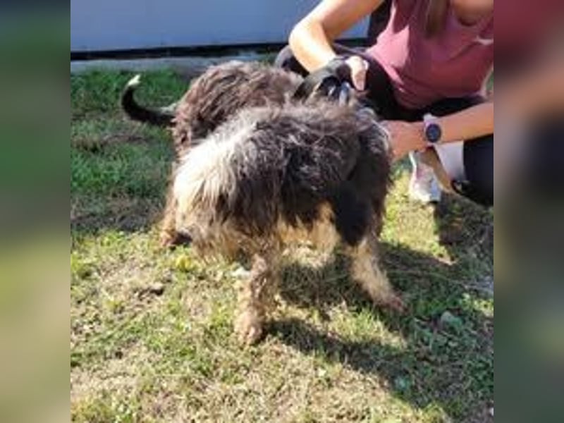 BEENA ❤ sucht Zuhause oder Pflegestelle