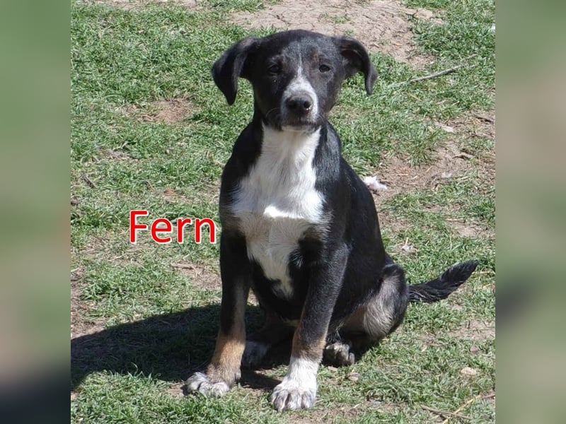 FERN sucht ihr Für-Immer-Zuhause