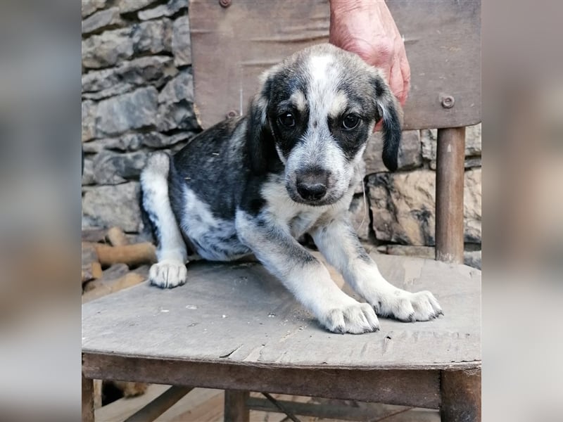 SALLY ❤  sucht Zuhause oder Pflegestelle