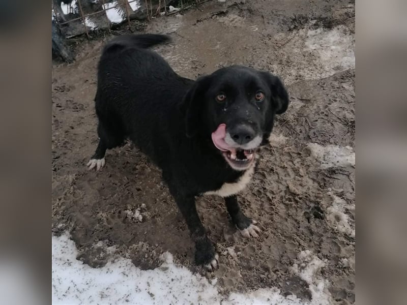 HERRA ❤ sucht Zuhause oder Pflegestelle