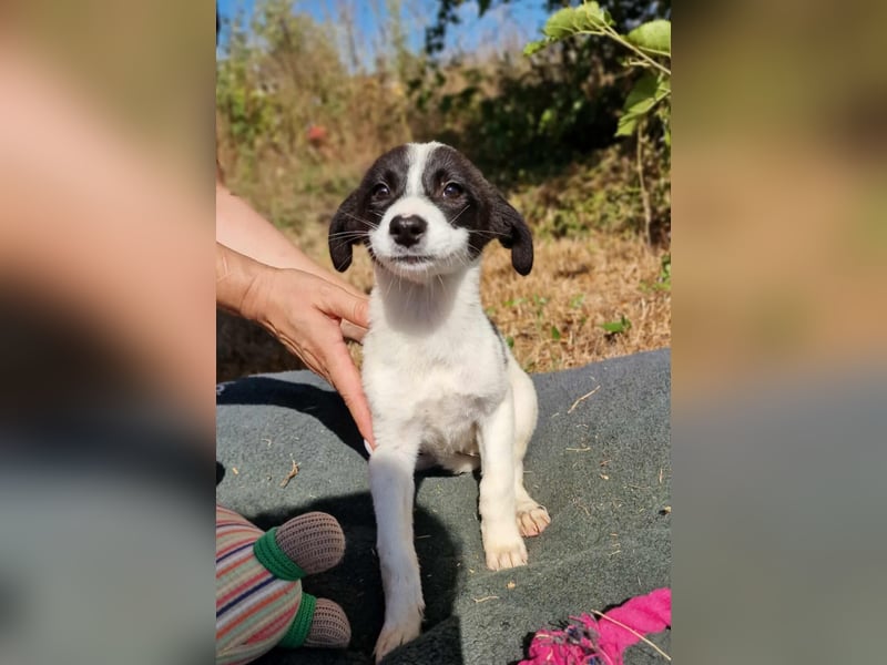 VIRGINIA ❤ EILIG! sucht Zuhause oder Pflegestelle