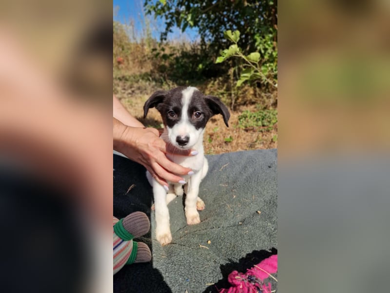 VIRGINIA ❤ EILIG! sucht Zuhause oder Pflegestelle