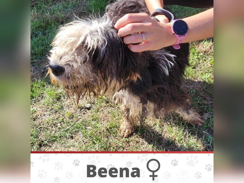 BEENA ❤ sucht Zuhause oder Pflegestelle