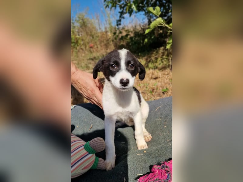 VIRGINIA ❤ EILIG! sucht Zuhause oder Pflegestelle