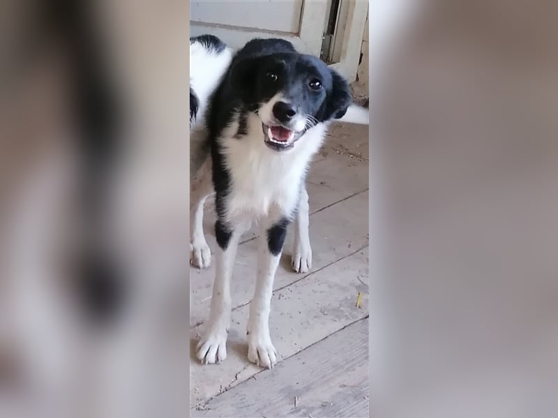 HARIETA ❤ sucht Zuhause oder Pflegestelle