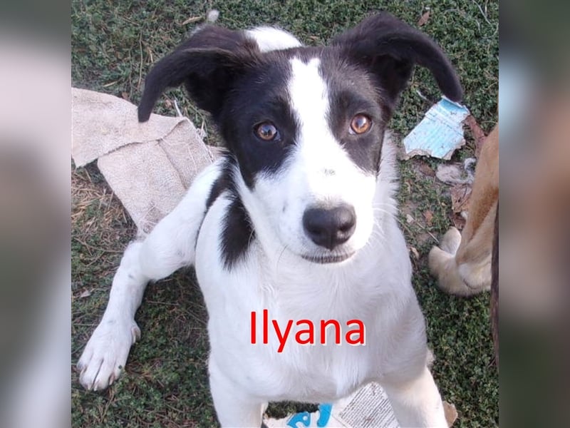 ILYANA ❤  sucht Zuhause oder Pflegestelle