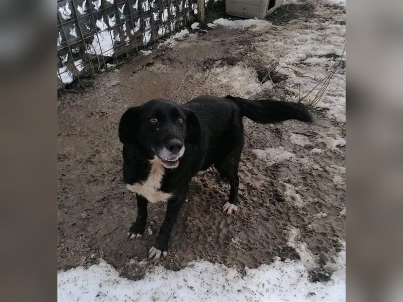 HERRA ❤ sucht Zuhause oder Pflegestelle