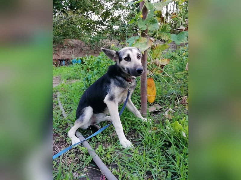 ANUSHA ❤  sucht Zuhause oder Pflegestelle