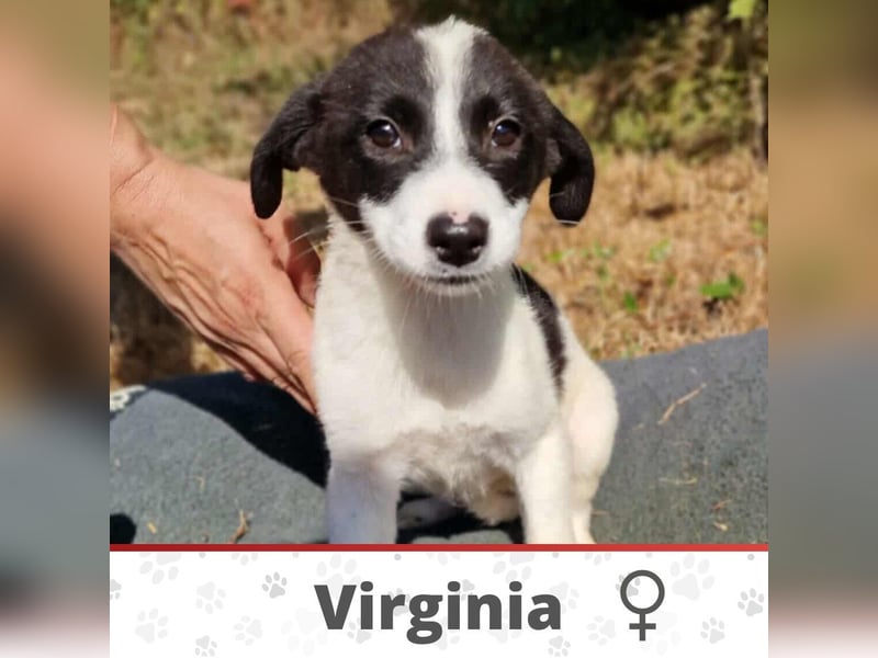 VIRGINIA ❤ EILIG! sucht Zuhause oder Pflegestelle
