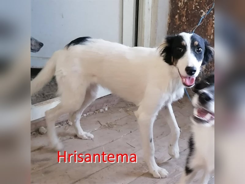 HRISANTEMA ❤  sucht Zuhause oder Pflegestelle
