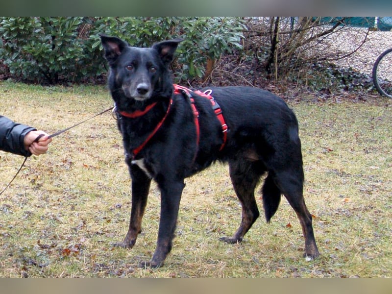 Roxalie - sanfte Herzensbrecherin - Tierhilfe Franken e.V.