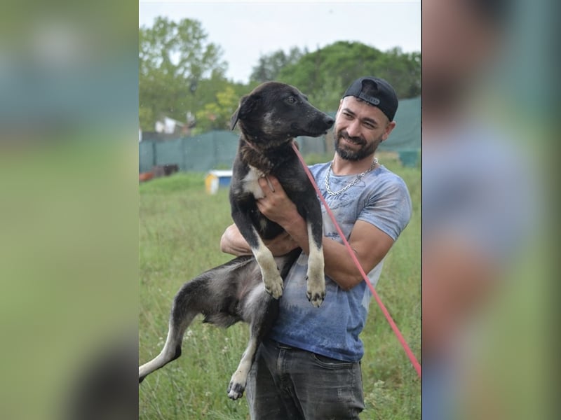 Amina - Hündin, ca. 1-2 Jahre alt, sehr gut verträglich, sucht Menschen mit Hundeerfahrung