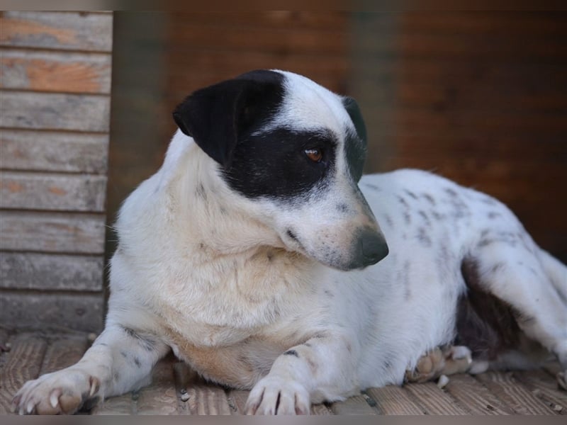 Noch ängstliche aber liebe Hündin „Maggie“, ca. 2021 geboren, gut verträglich