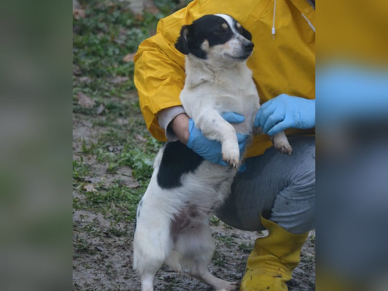 Kleine Mischlingshündin „Monika“, ca. 2022/2023 geboren, gut verträglich, noch etwas schüchtern