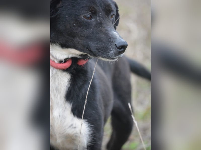 Liebe Mausi „Coca“, wartet verzweifelt seit 7 Jahren auf ein Zuhause. SEHR LIEB und gut verträglich.
