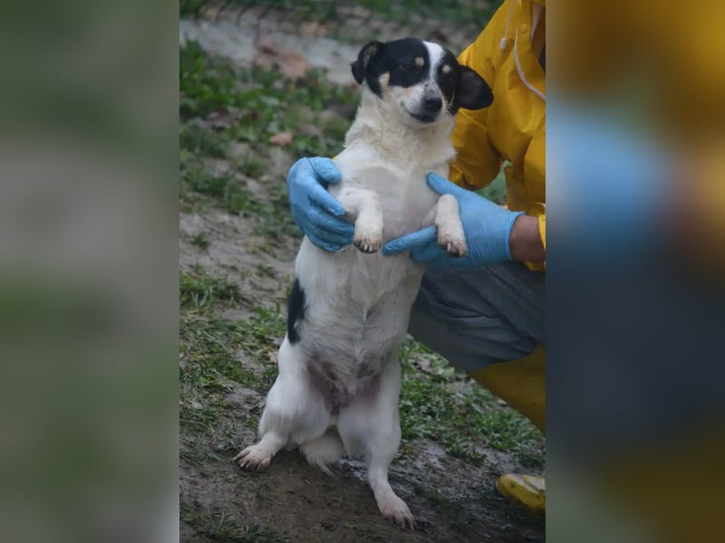 Kleine Mischlingshündin „Monika“, ca. 2022/2023 geboren, gut verträglich, noch etwas schüchtern