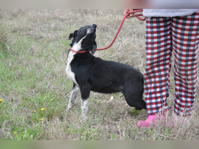Liebe Mausi „Coca“, wartet verzweifelt seit 7 Jahren auf ein Zuhause. SEHR LIEB und gut verträglich.
